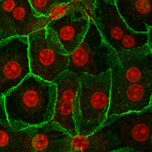 hepatocyte stained for cadherin and nuclei